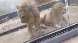 Lion falls over after attempting to lean on lioness who moved away