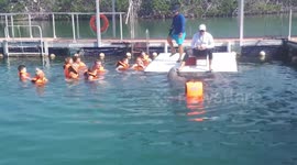 Swimming with dolphins