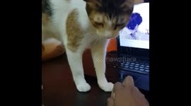 My cat can fetch like a dog