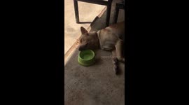 Lazy Dog Drinks From Water Bowl While Sleeping