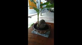 Farmer baffled after banana leaves sprout from a coconut shell