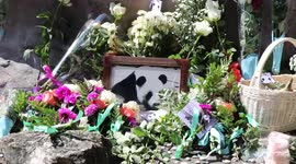 Heartbroken zoo staff lay flowers for panda who died in Thailand