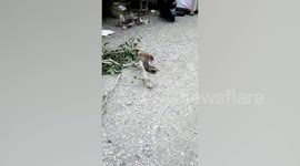 Monkey Teases Pet Cat With Owner In Malaysia