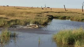 Lion chases down and kills fleeing gazelle in Serengeti