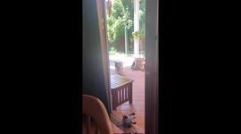 Good boy brings stick