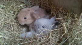Little bunnies are yawning and stretching their selves after waking up