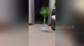 Smart mouse in China removes glue trap so it can escape