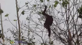 Orangutans rescued from area devastated by wildfires in Indonesia