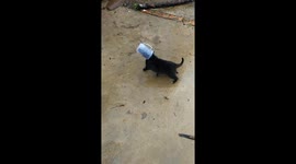 Puppy with head stuck in a cup rescued in south Vietnam