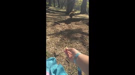 Esquilo comendo na minha mão