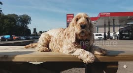 My Dog Enjoying Warm Weather During Indian Summer in UK