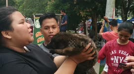Car-free day in Indonesia becomes 'Appreciating Ferrets Day' instead