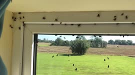 Scene from Exorcist with flies in bedroom!!