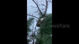 'Why are you up there?' Cat clings onto tree as Typhoon Tapah hits Japan