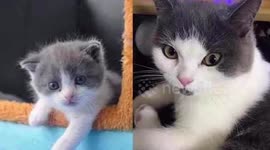 Copy cat: Scientists in China claim they successfully cloned a kitten