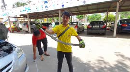 Python caught after slithering into car parked inside school