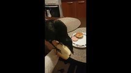 My crow is choosing food