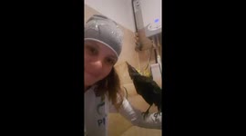 Crow hairdresser