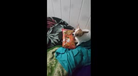 my dog ​​asks me to eat