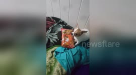 Sound on: Whining chihuahua cries for Cheetos