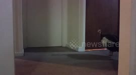 Guineafowl in Australia starts to panic as owner closes door to have a shower