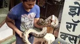 Sneaky PYTHON rescued from shopfront in western India