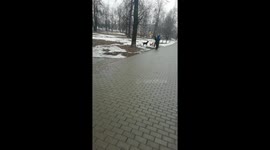 Friendship between dogs