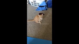 Everyone should learn how to train their cat like I have