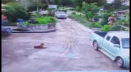 Lazy Dog Refuses To Move From Road