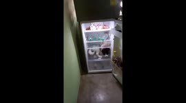 Dog Climbs Into Fridge To Cool Off