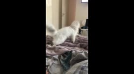 Maybe a dog?!! I don't know..