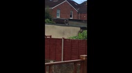 Moment vicious brawl between two street cats mimics iconic 'The Lion King' scene - with evil cat flinging the other off a roof