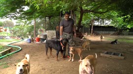 Indian entrepreneur gives up all his wealth to adopt and shelter 850 stray dogs