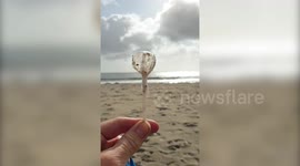 The 'ghost' of a lollipop with the plastic wrapper perfectly preserved washes up on Cornwall beach