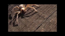 scary spider in the woodpile