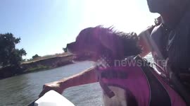 Cavalier loving air in her face on a jet ski