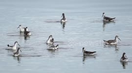 WILSON'S PHALAROPES -- A BIRD BALLET