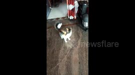 Cat spins itself loopy while chasing a paper tag stuck in its tail