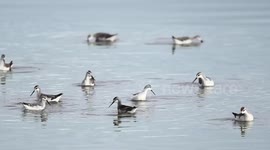 Waterbirds pirouette in hypnotic fashion while searching for food on an Arizona lake
