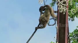 Monkey trapped in overhead wire rescued by firemen