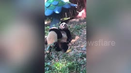 安静地吃奶 被妈妈宠坏的熊猫宝宝