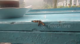 due to the smog of insects like dizziness