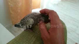 Cute cockatiel