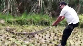 Farmers pull furious 15-foot python from Indian paddy field