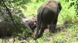 Heart-breaking footage shows baby elephant trying to wake up dead mum after suspected poisoning in Sri Lanka