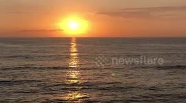 Dolphins playing in the Sunset pod of 10 9/26/19