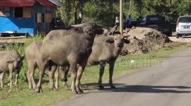 This buffalo does not allow me to pass in front of him