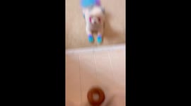 Chewy the Pom and Her Donut...and Toothies!!!