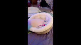 Chewy the Pom Enjoying Her Best Friends by Sheri Bucket Bed...and Talking Back to Her Mother