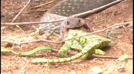 Cobra has difficult time trying to swallow big chameleon in southern India
